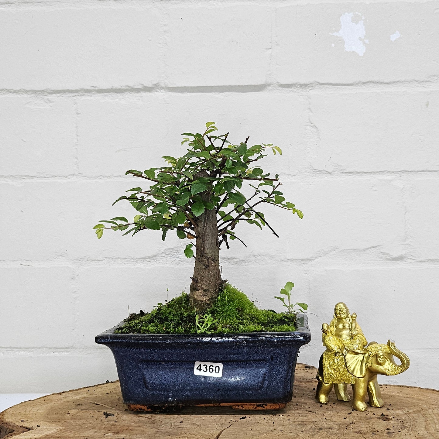 Chinese Elm (Ulmus Parvifolia) Bonsai Tree | Broom | In 15cm Pot