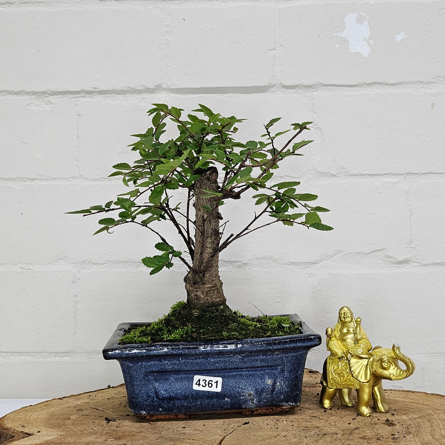 Chinese Elm (Ulmus Parvifolia) Bonsai Tree | Broom | In 15cm Pot
