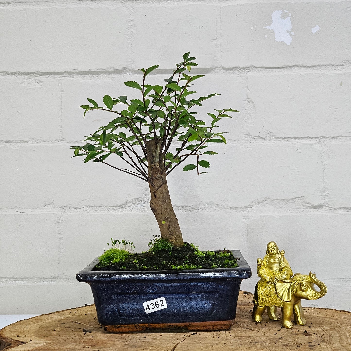 Chinese Elm (Ulmus Parvifolia) Bonsai Tree | Broom | In 15cm Pot