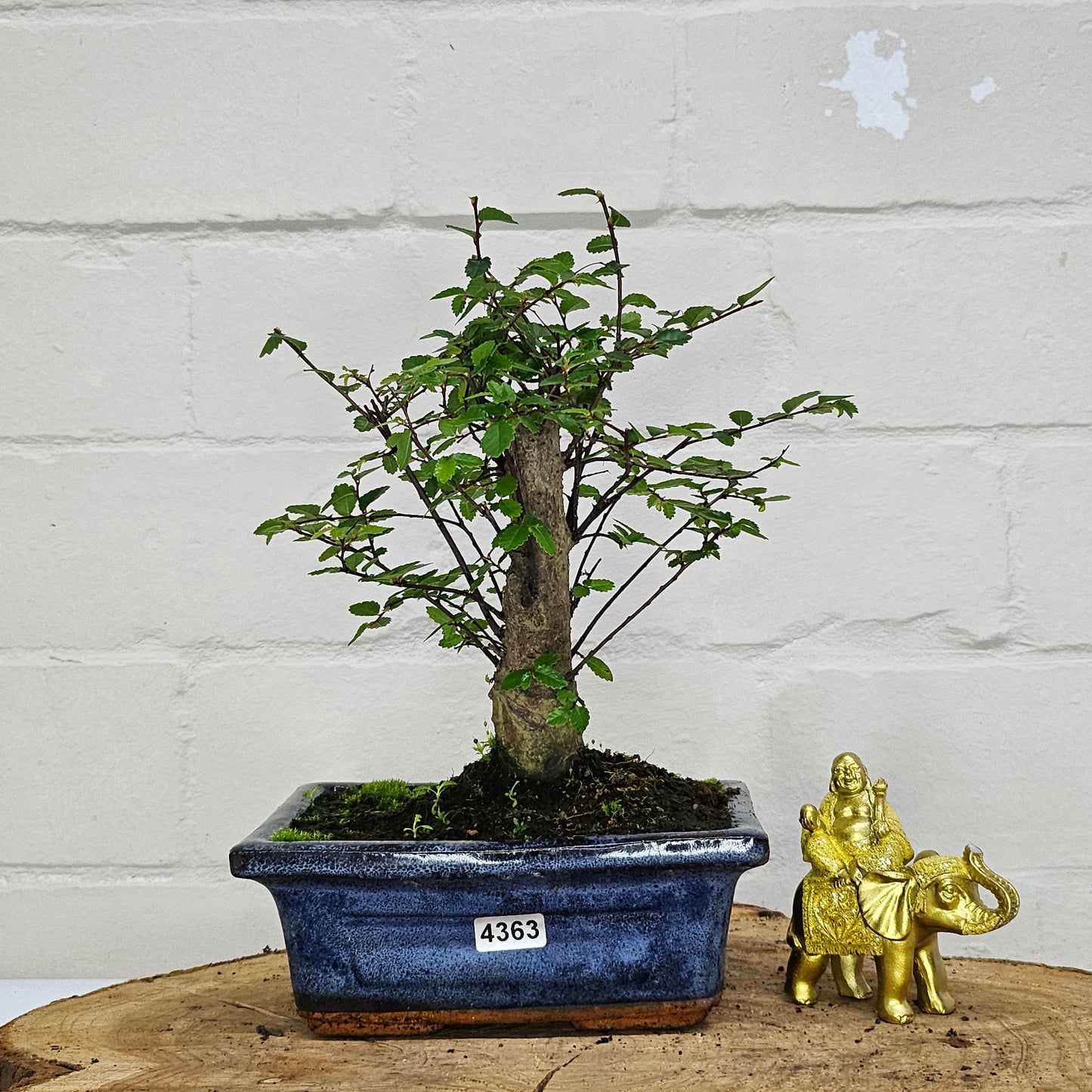 Chinese Elm (Ulmus Parvifolia) Bonsai Tree | Broom | In 15cm Pot