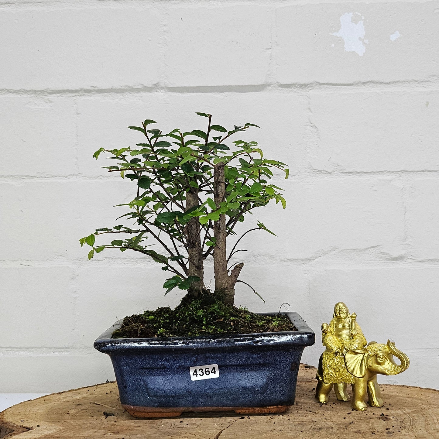 Chinese Elm (Ulmus Parvifolia) Bonsai Tree | Broom | In 15cm Pot