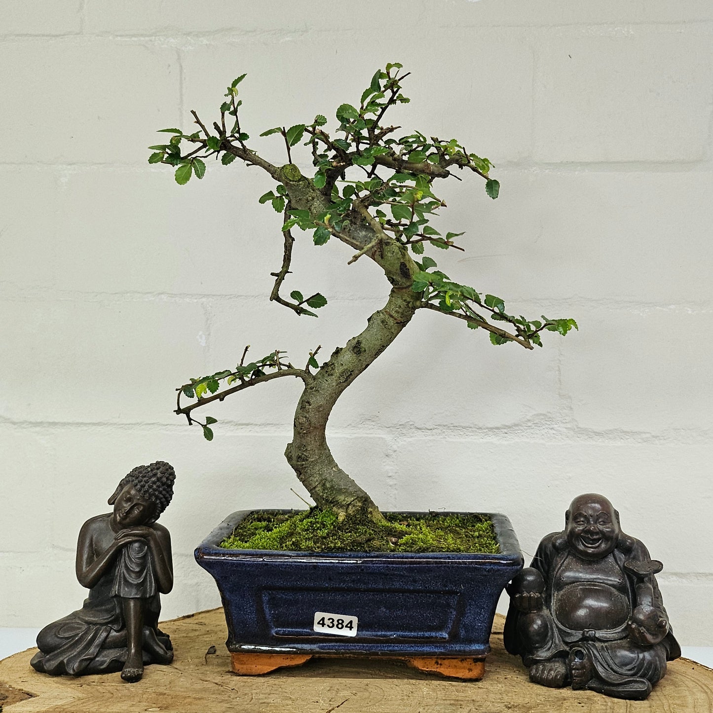 Chinese Elm (Ulmus Parvifolia) Bonsai Tree | Shaped | In 15cm Pot