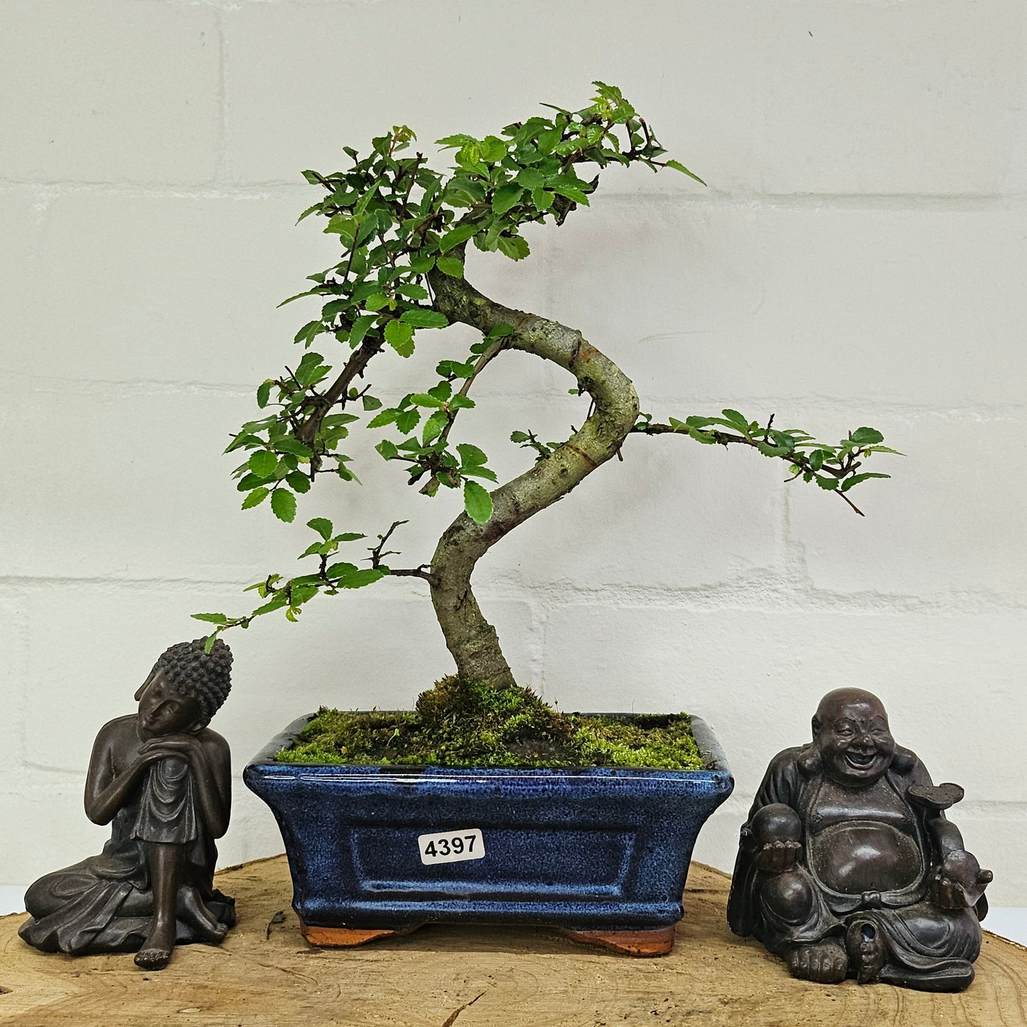 Chinese Elm (Ulmus Parvifolia) Bonsai Tree | Shaped | In 15cm Pot