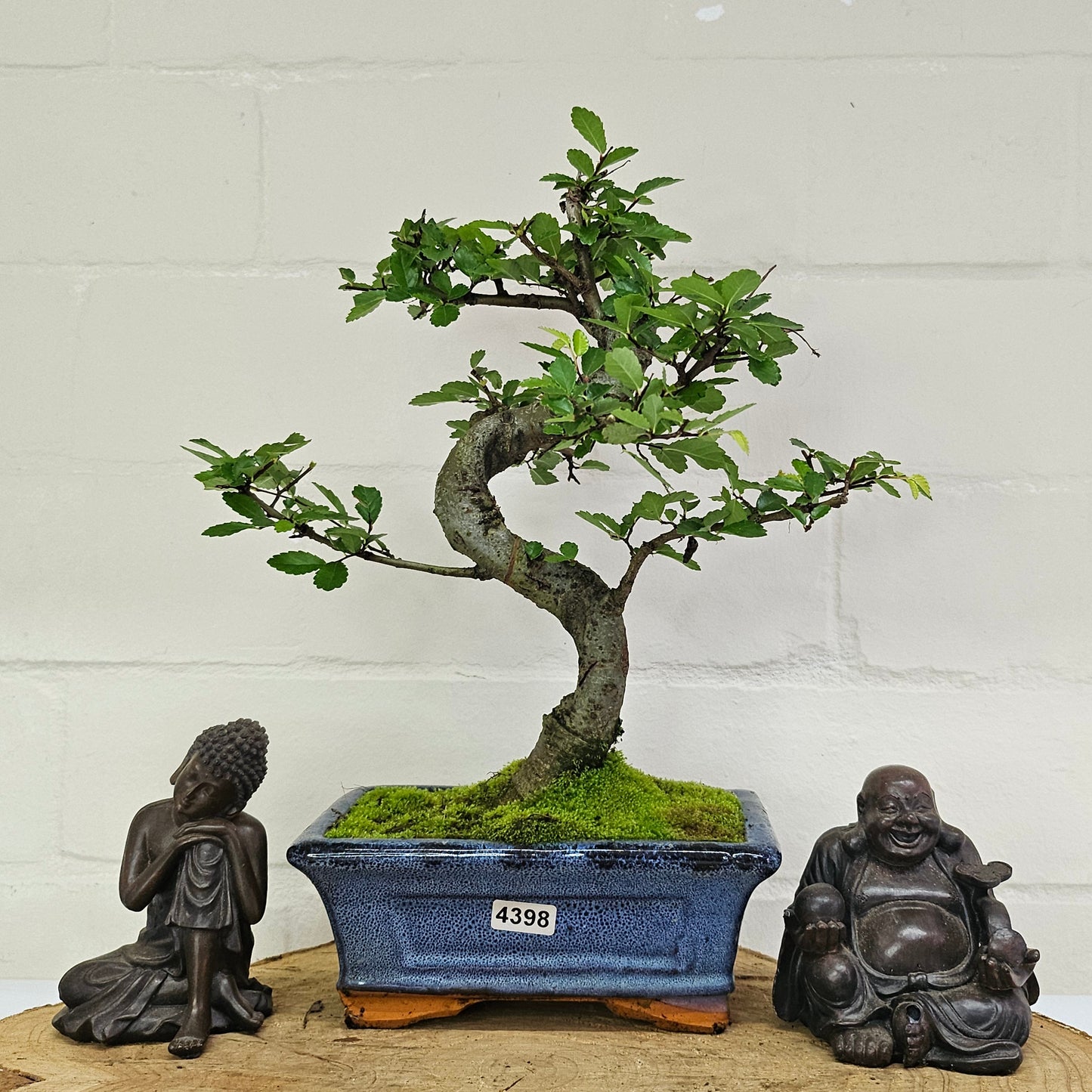 Chinese Elm (Ulmus Parvifolia) Bonsai Tree | Shaped | In 15cm Pot
