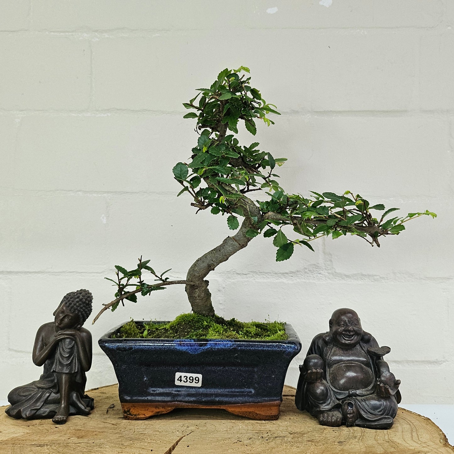 Chinese Elm (Ulmus Parvifolia) Bonsai Tree | Shaped | In 15cm Pot