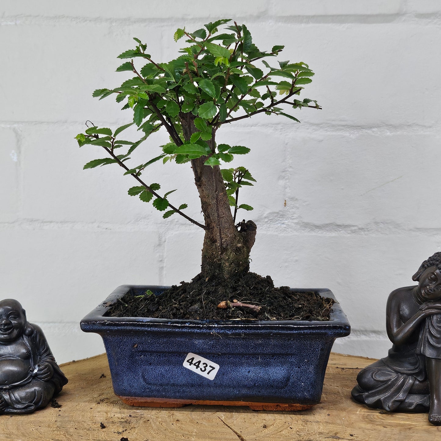 Chinese Elm (Ulmus Parvifolia) Bonsai Tree | Broom | In 15cm Pot