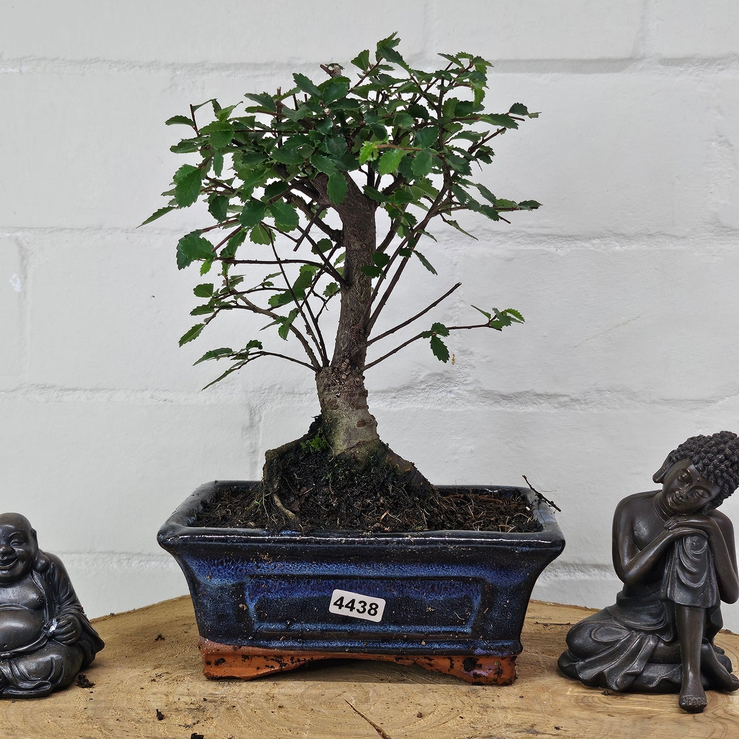 Chinese Elm (Ulmus Parvifolia) Bonsai Tree | Broom | In 15cm Pot