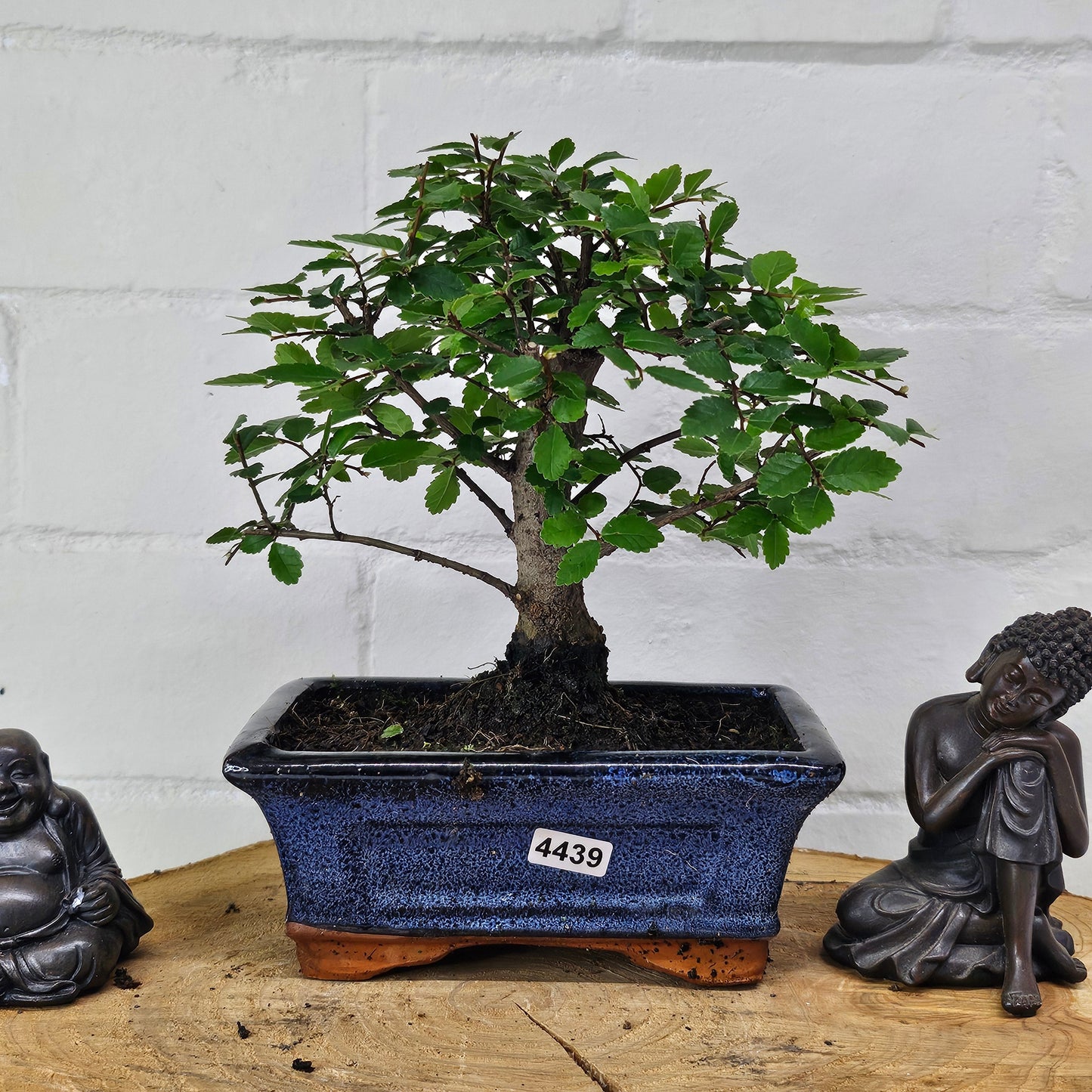 Chinese Elm (Ulmus Parvifolia) Bonsai Tree | Broom | In 15cm Pot