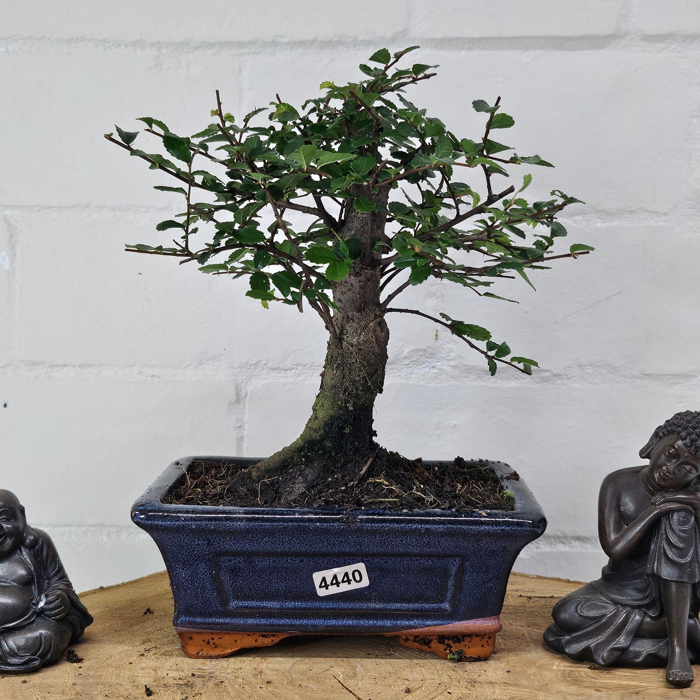Chinese Elm (Ulmus Parvifolia) Bonsai Tree | Broom | In 15cm Pot