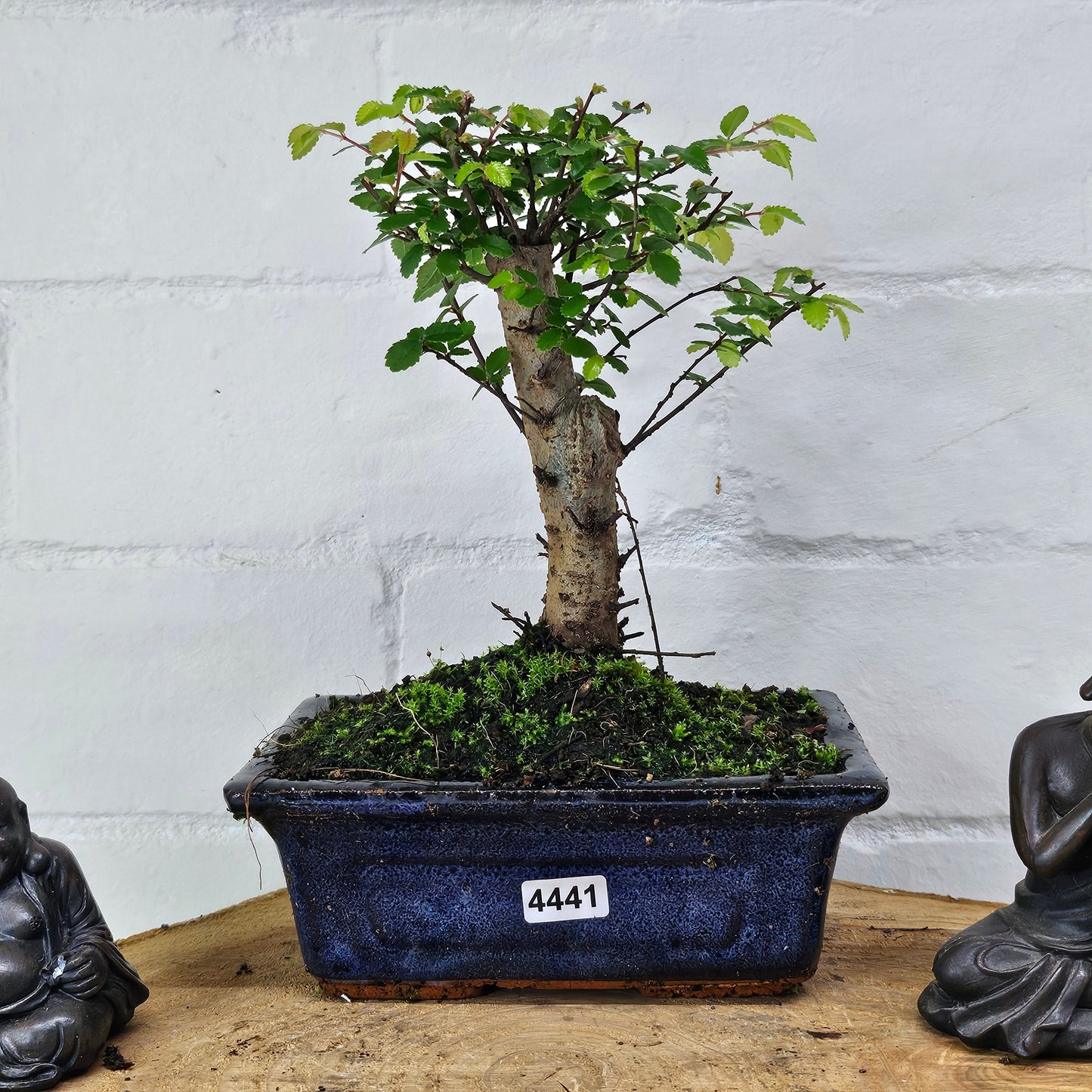Chinese Elm (Ulmus Parvifolia) Bonsai Tree | Broom | In 15cm Pot