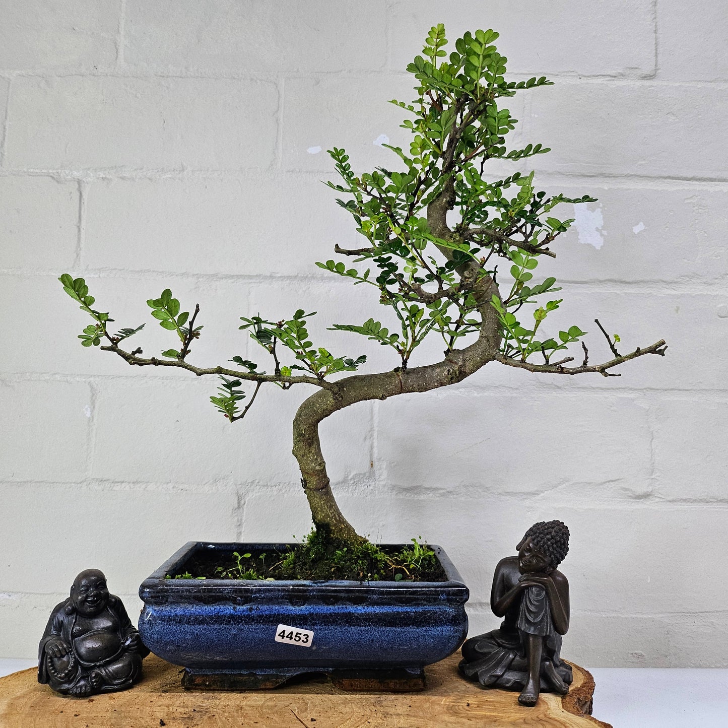 Chinese Pepper (Zanthoxylum Pipertum) Bonsai Tree | Shaped | In 20cm Pot