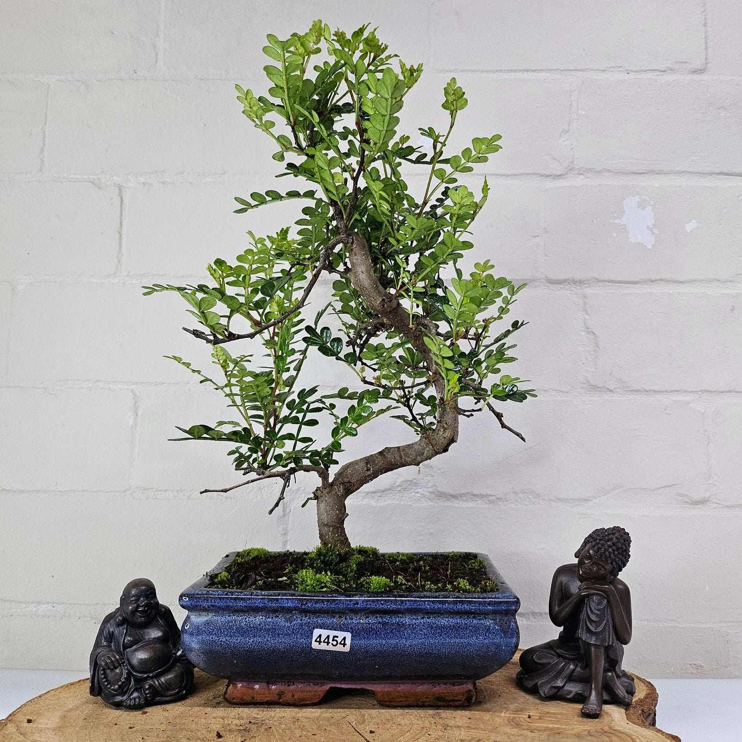 Chinese Pepper (Zanthoxylum Pipertum) Bonsai Tree | Shaped | In 20cm Pot
