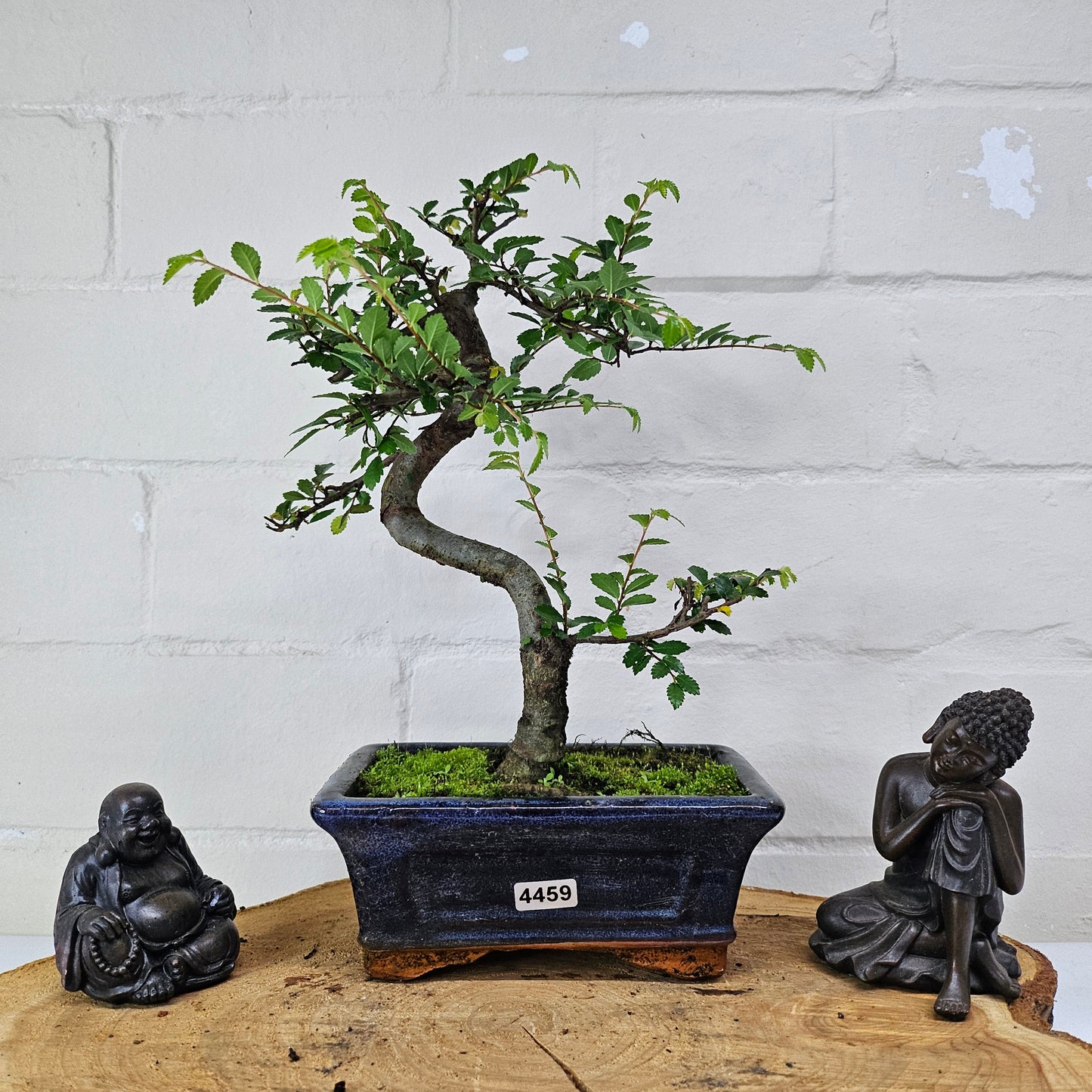 Chinese Elm (Ulmus Parvifolia) Bonsai Tree | Shaped | In 15cm Pot