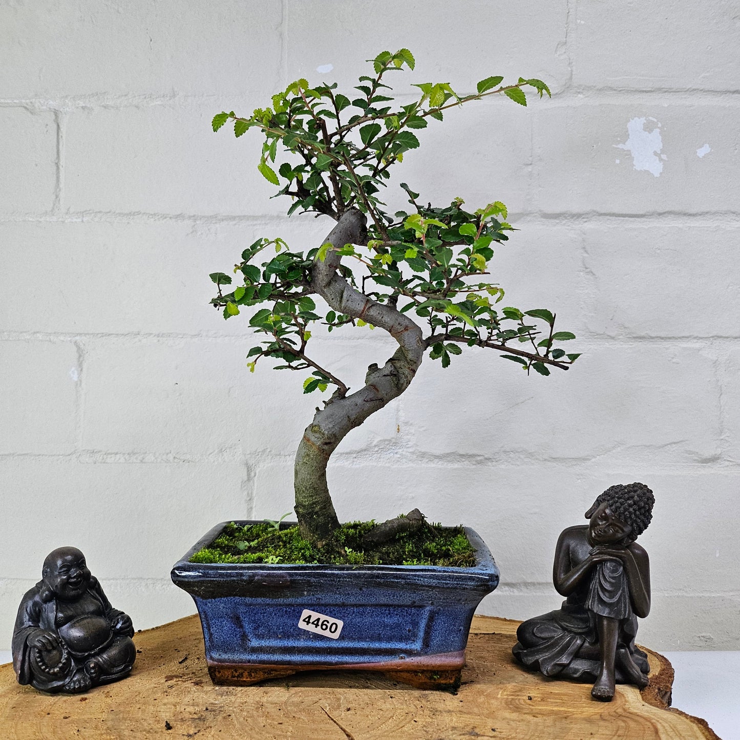 Chinese Elm (Ulmus Parvifolia) Bonsai Tree | Shaped | In 15cm Pot