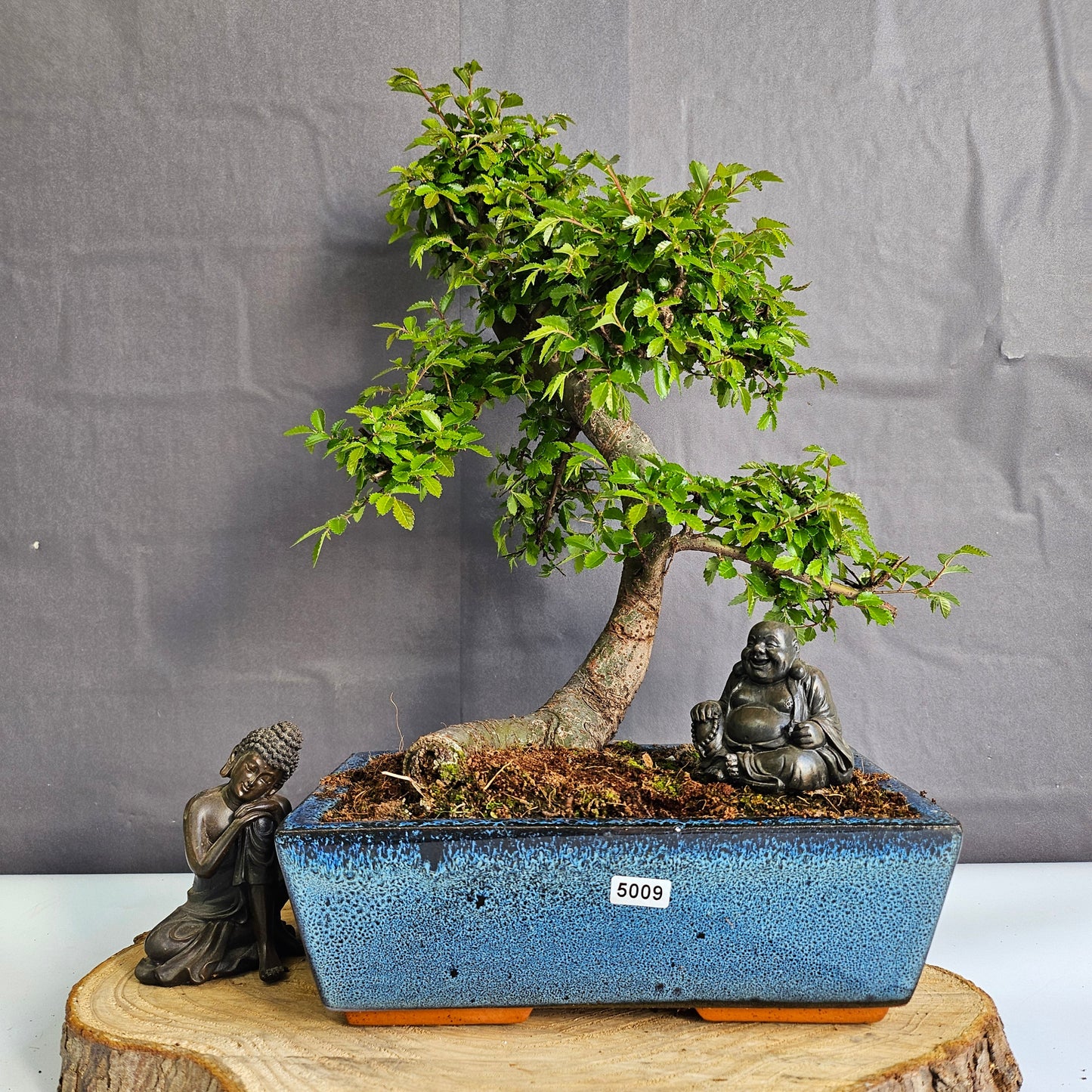 Chinese Elm (Ulmus Parvifolia) Bonsai Tree | Shaped | In 25cm Pot