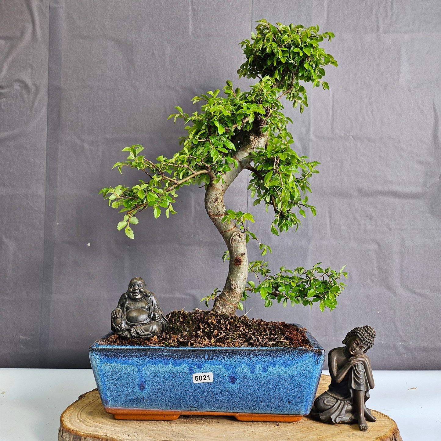 Chinese Elm (Ulmus Parvifolia) Bonsai Tree | Shaped | In 25cm Pot