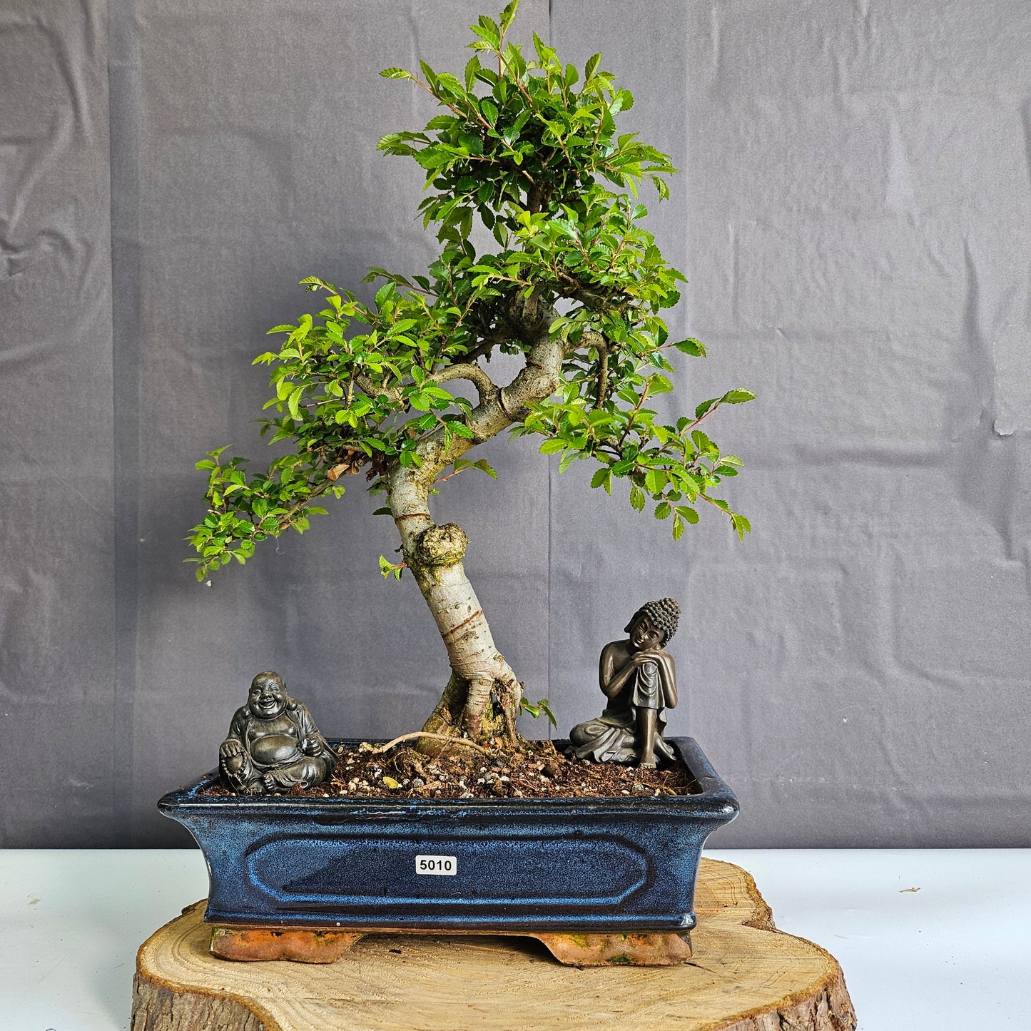 Chinese Elm (Ulmus Parvifolia) Bonsai Tree | Shaped | In 30cm Pot