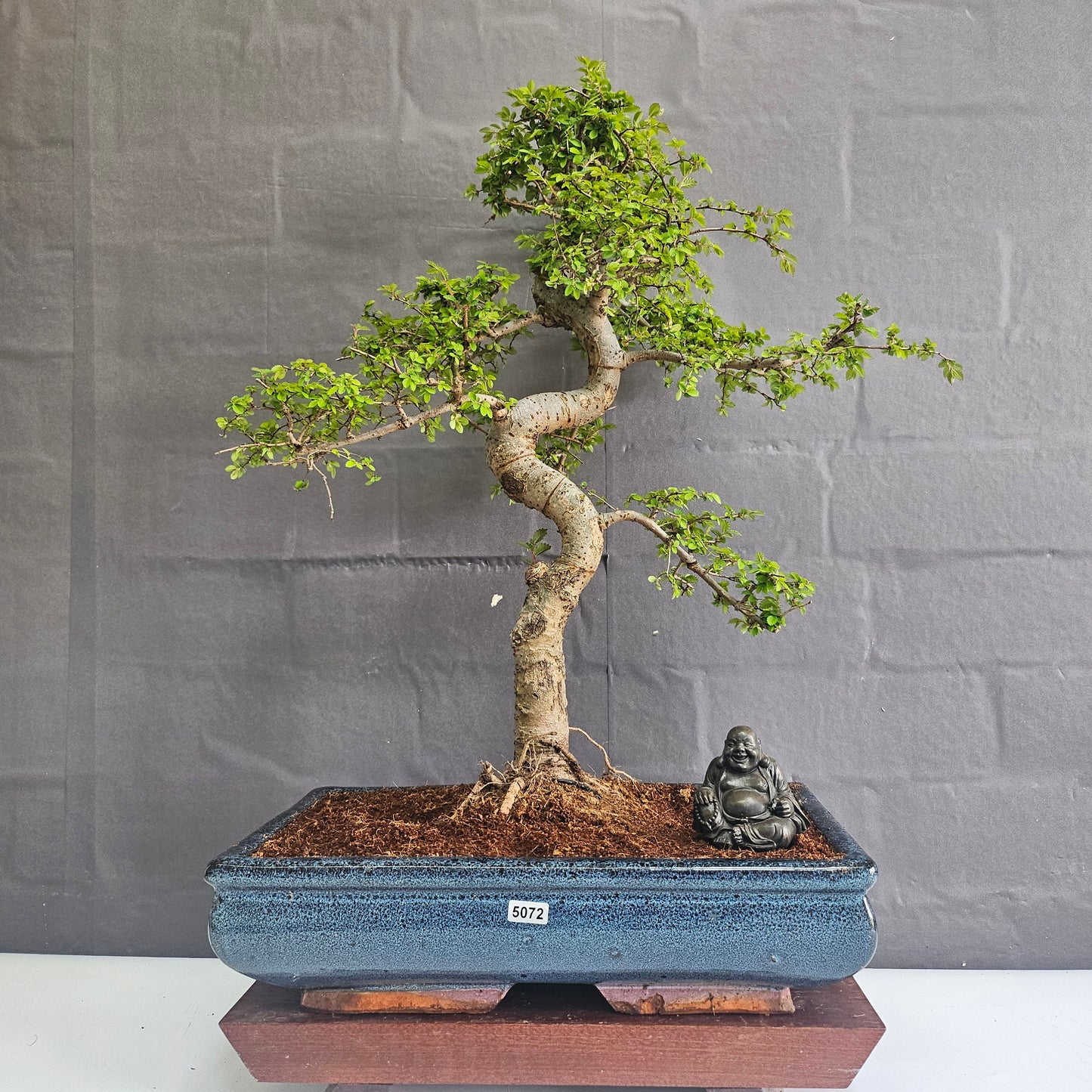 Large Chinese Elm (Ulmus Parvifolia) Bonsai Tree | Shaped | In 35cm Pot
