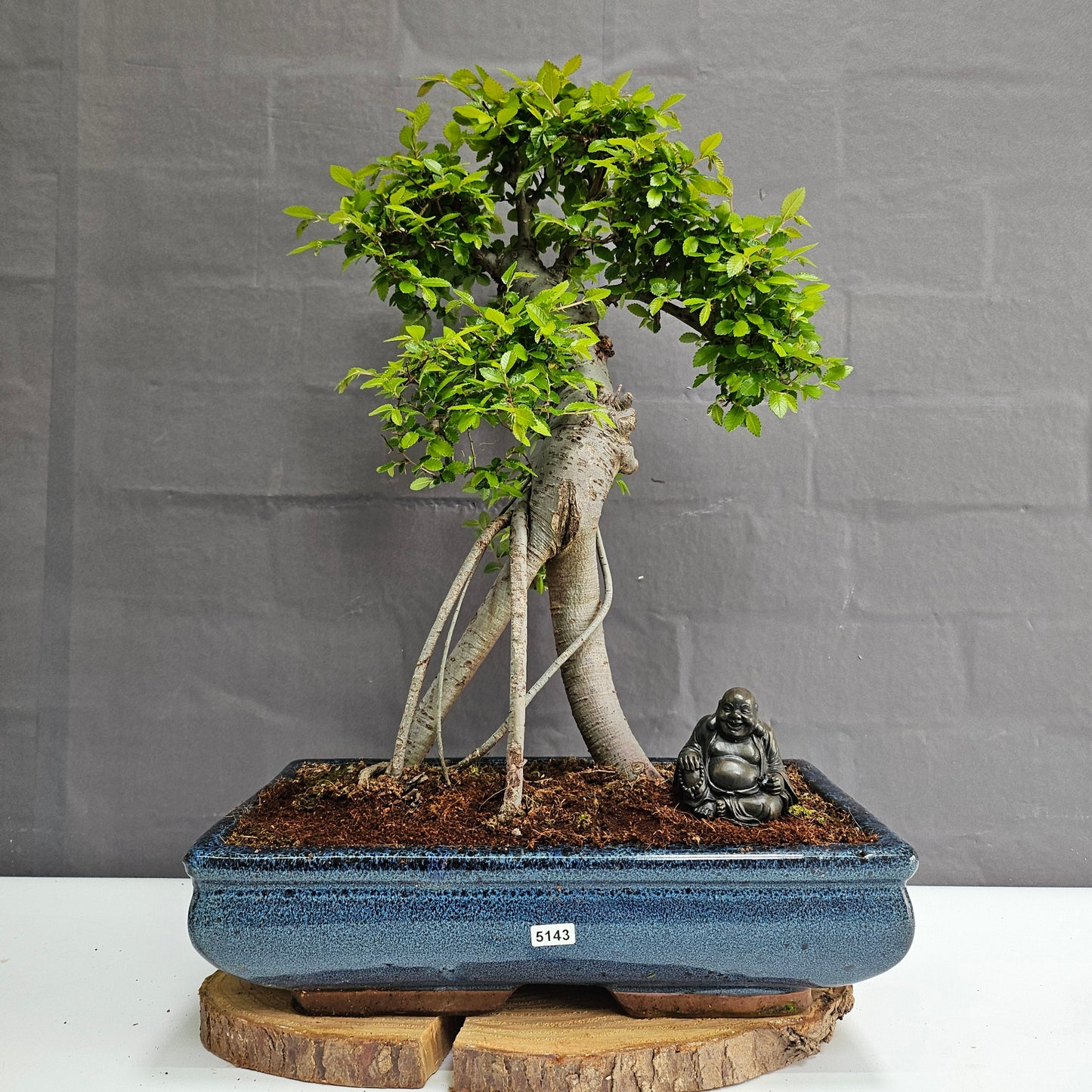 Large Chinese Elm (Ulmus Parvifolia) Bonsai Tree | Shaped | In 35cm Pot
