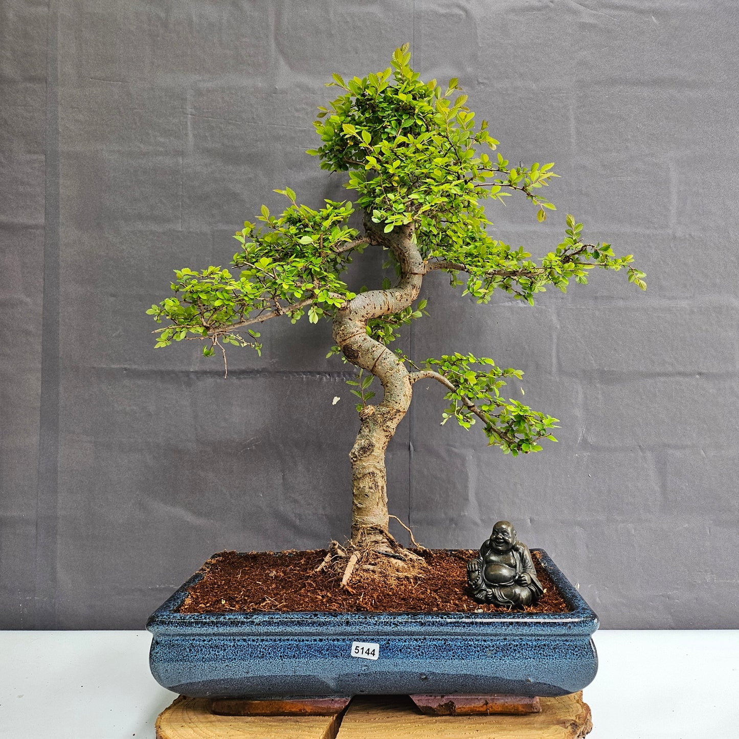 Large Chinese Elm (Ulmus Parvifolia) Bonsai Tree | Shaped | In 35cm Pot