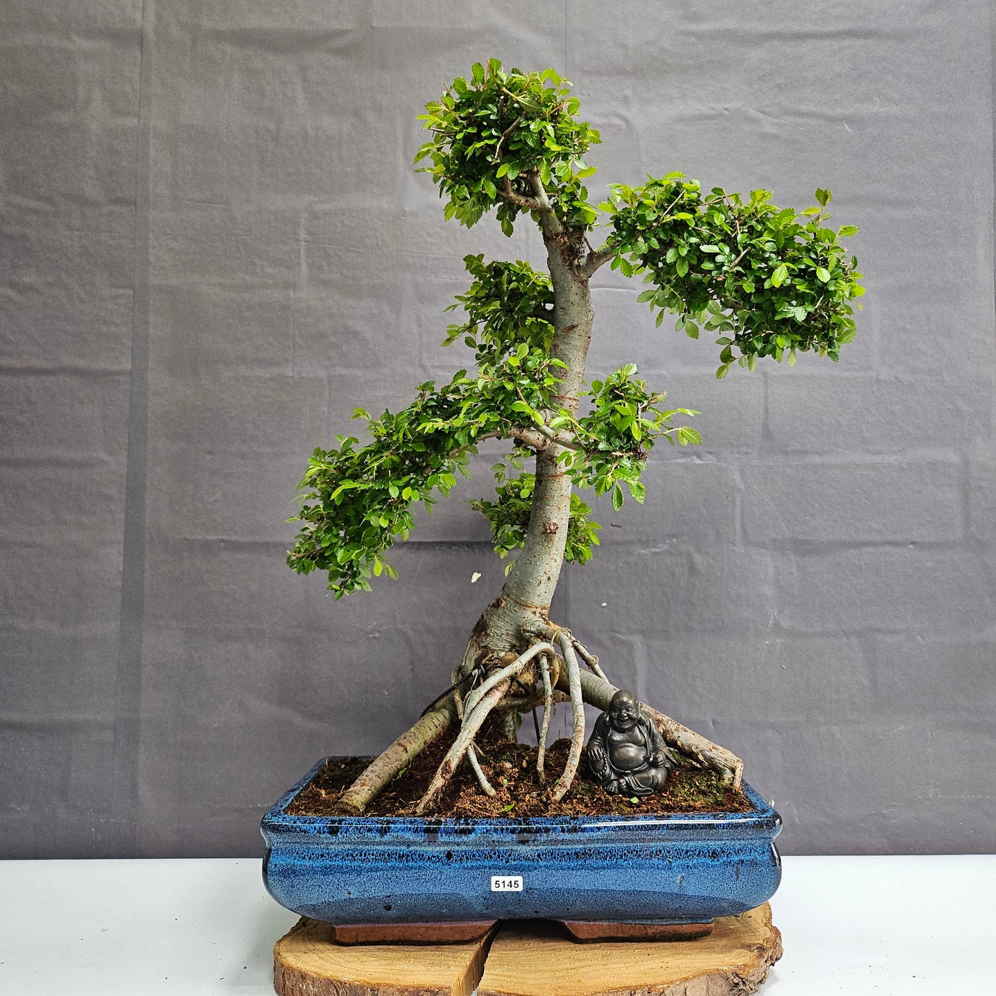 Large Chinese Elm (Ulmus Parvifolia) Bonsai Tree | Shaped | In 35cm Pot