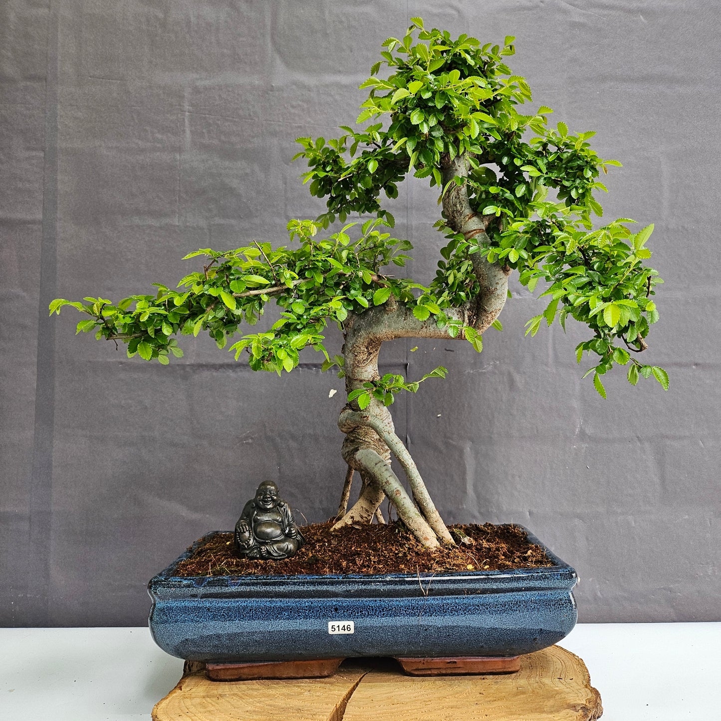 Large Chinese Elm (Ulmus Parvifolia) Bonsai Tree | Shaped | In 35cm Pot