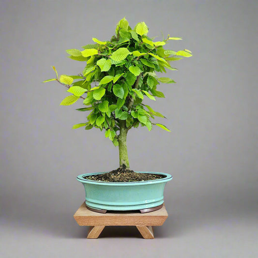 Hornbeam (Carpinus Betulus) Bonsai Tree | Informal Style | In 30cm Pot