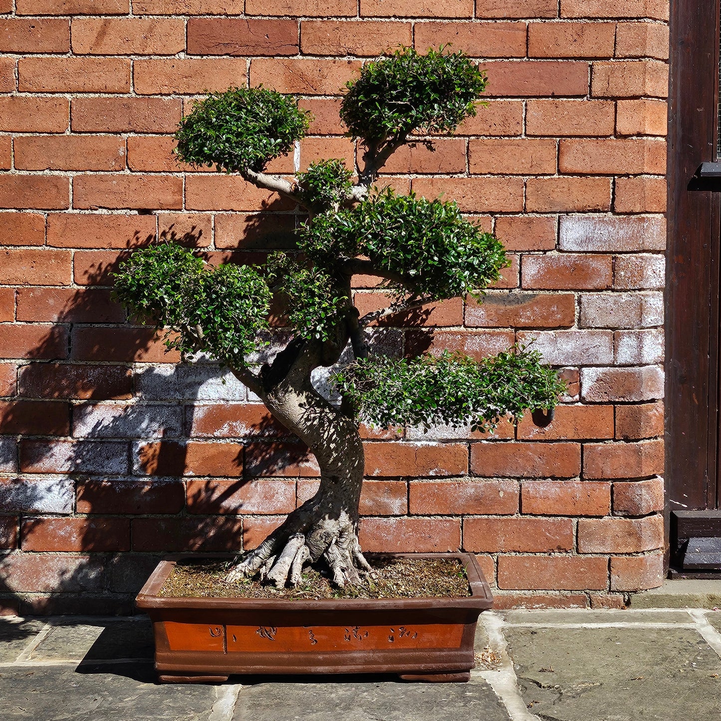 Large Chinese Elm (Ulmus Parvifolia) Bonsai Tree | Shaped Style | Height 110cm | In 60cm Pot