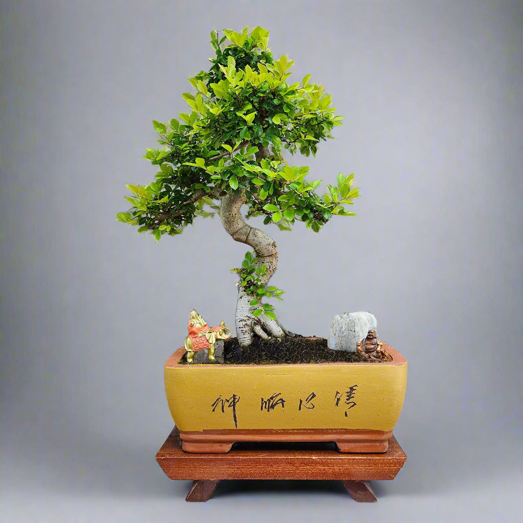 Large Chinese Elm (Ulmus Parvifolia) Bonsai Tree | Shaped | In 35cm Pot