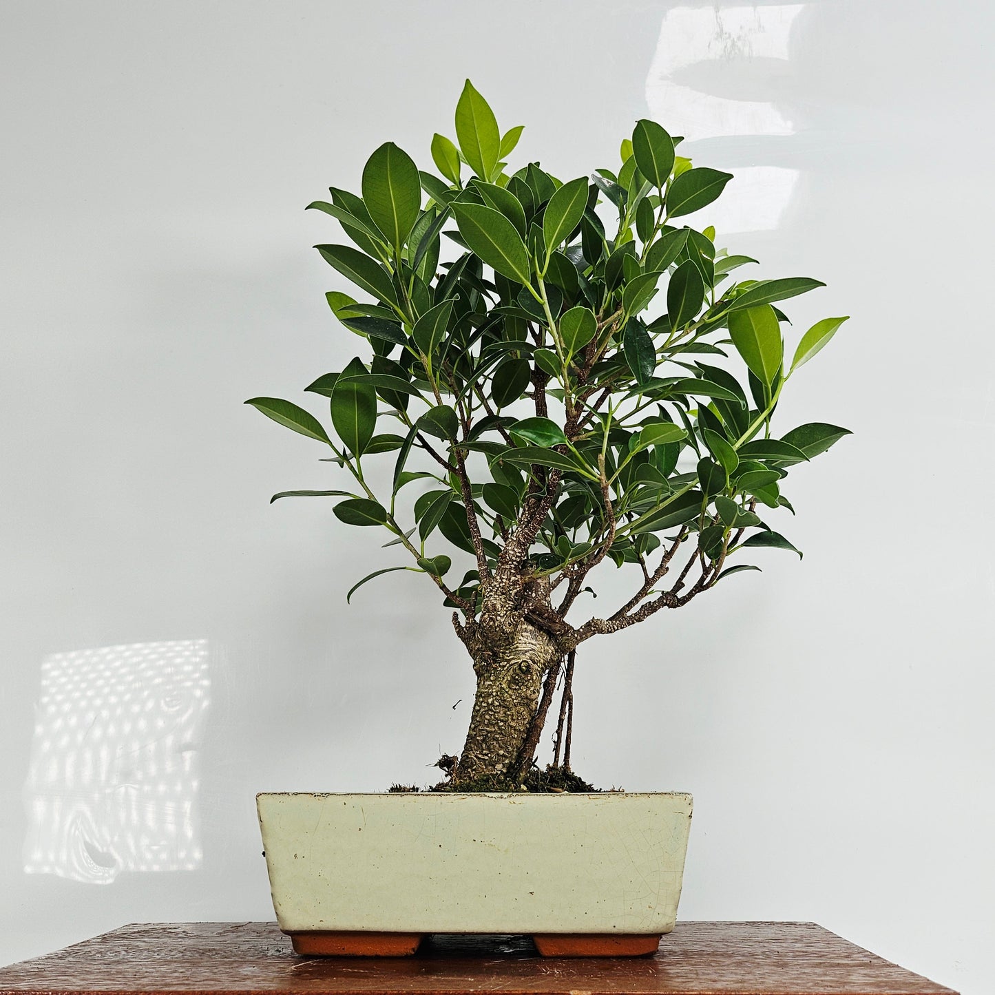 Ficus Microcarpa (Banyan Fig) Indoor Bonsai Tree | Broom | In 20cm Pot
