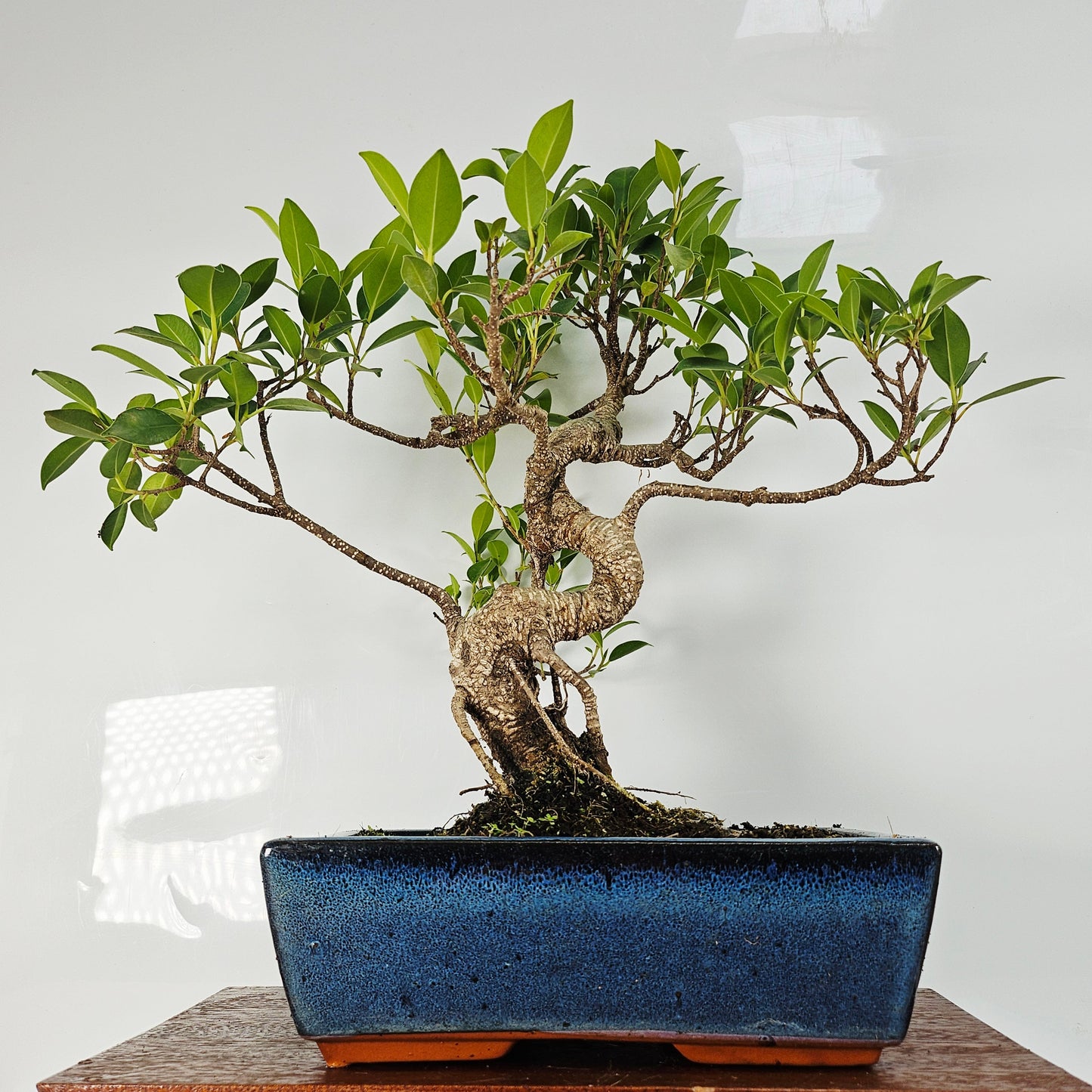 Ficus Microcarpa (Banyan Fig) Indoor Bonsai Tree | Shaped | In 25cm Pot