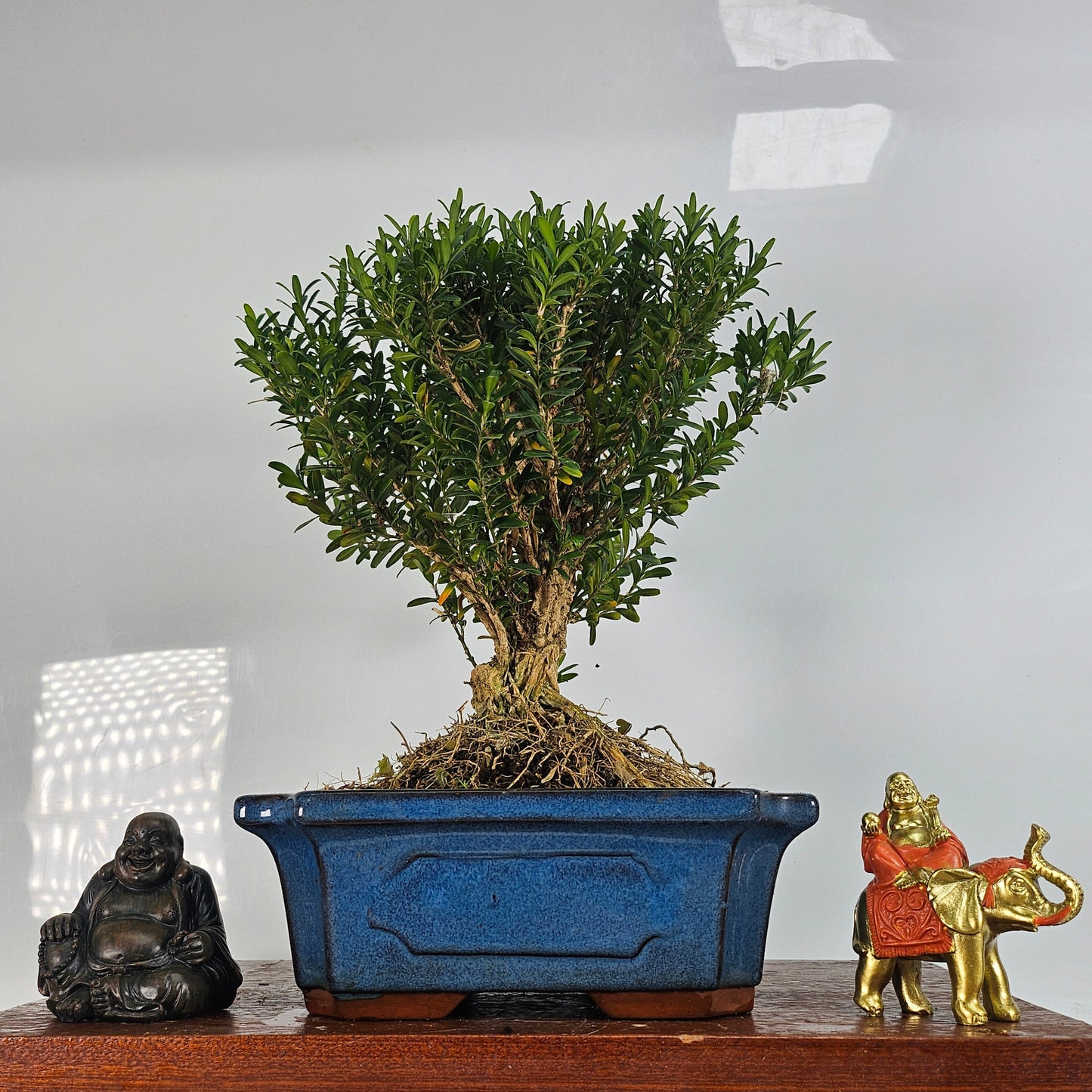 Boxwood (Buxus Harlandii) Bonsai Tree | Broom | In 20cm Pot