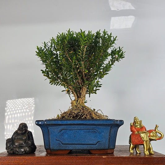 Boxwood (Buxus Harlandii) Bonsai Tree | Broom | In 20cm Pot