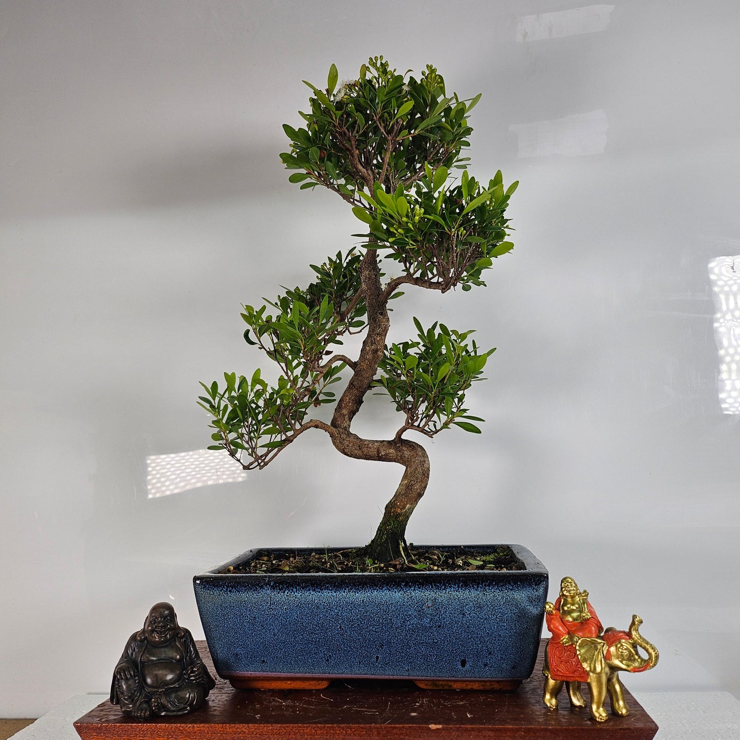 Brush Cherry (Syzygium) Bonsai Tree | Shaped | In 25cm Pot