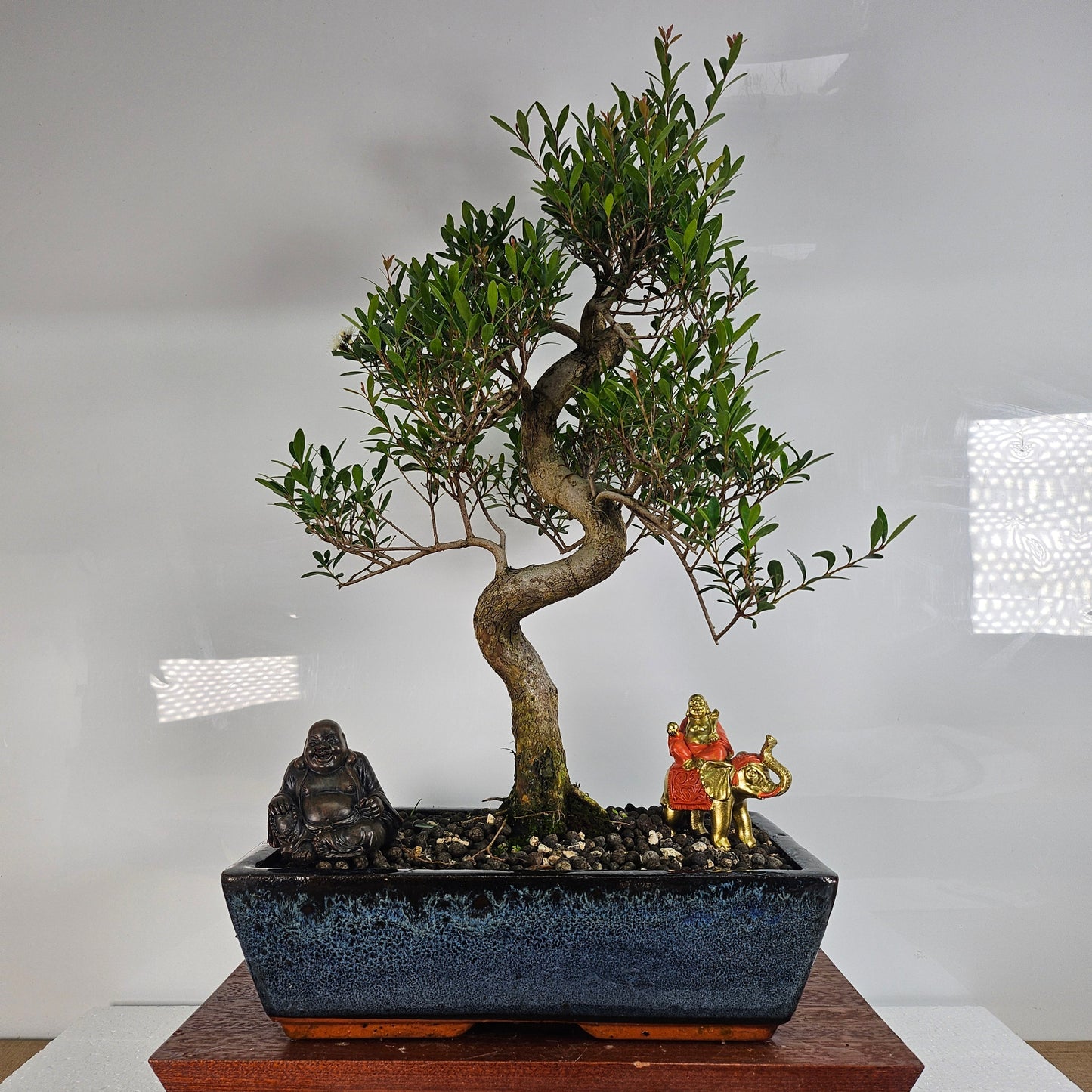 Brush Cherry (Syzygium) Bonsai Tree | Shaped | In 30cm Pot