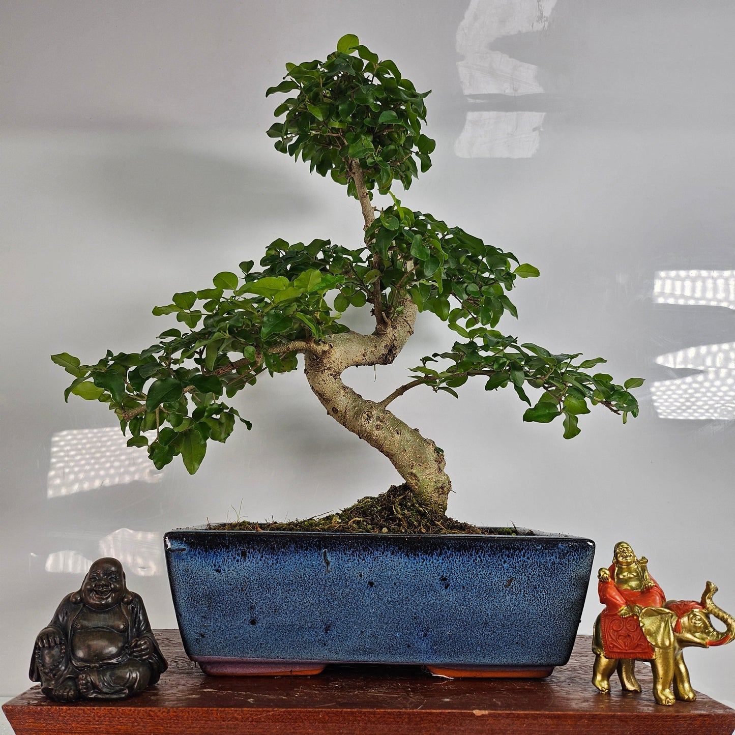 Chinese Privet (Ligustrum Sinense) Bonsai Tree | Shaped | In 25cm Pot