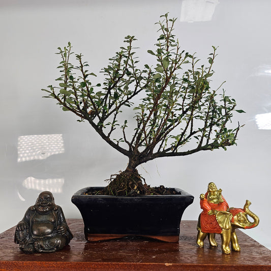 Cotoneaster Bonsai Tree | Broom | In 15cm Pot