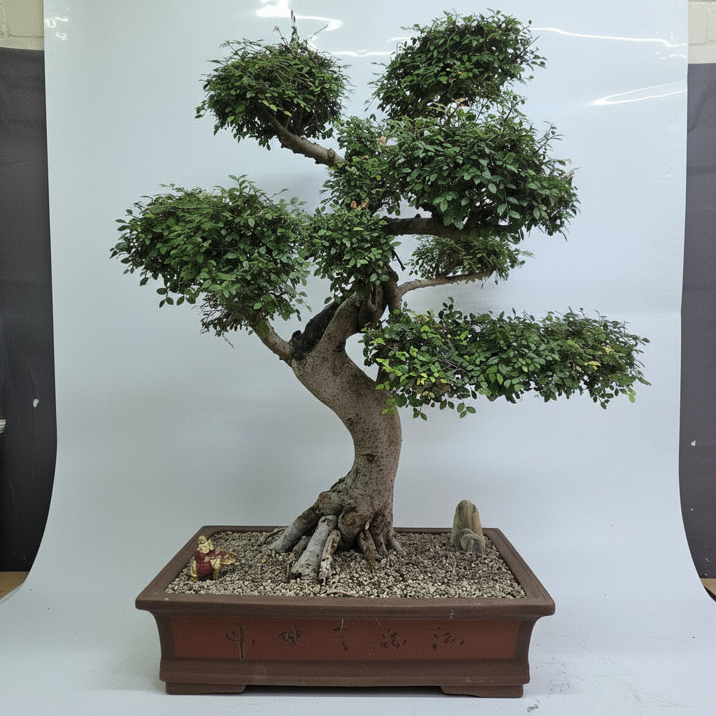 Large Chinese Elm (Ulmus Parvifolia) Bonsai Tree | Shaped Style | Height 110cm | In 60cm Pot