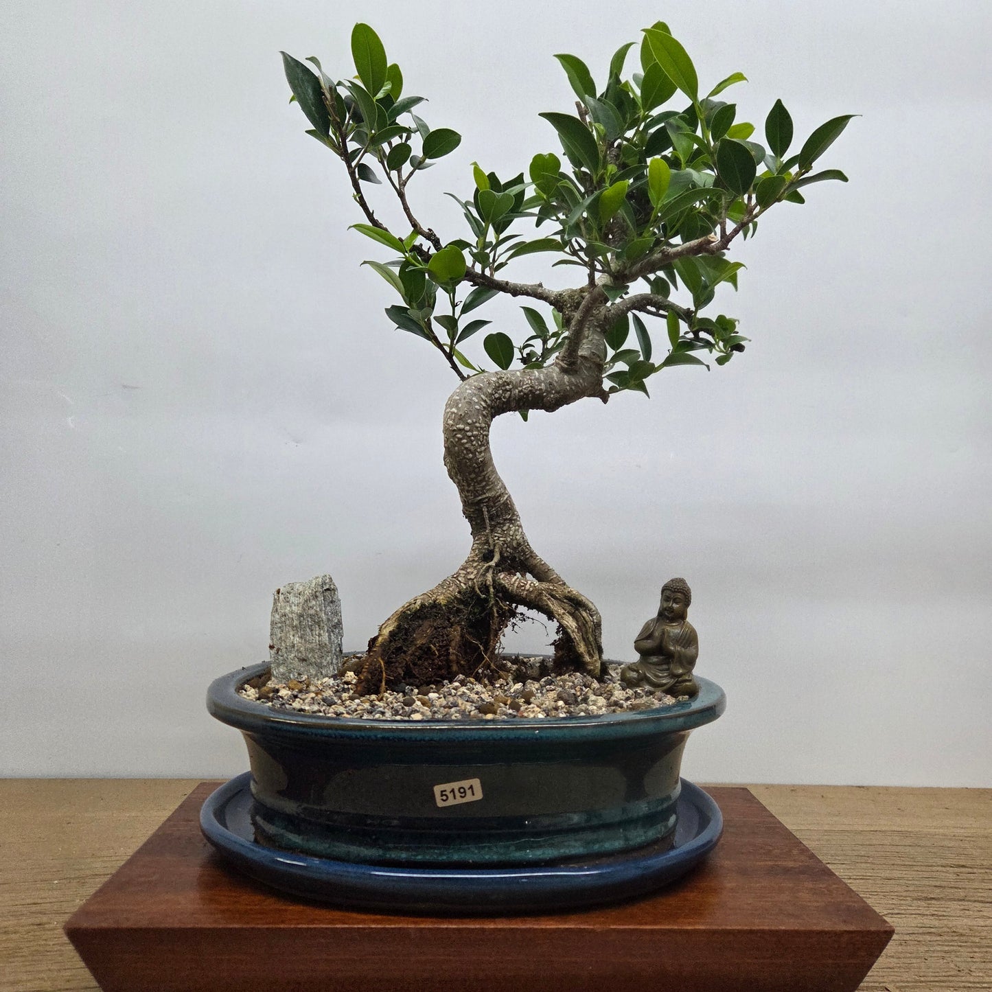 Ficus Microcarpa (Banyan Fig) Indoor Premium Bonsai Tree Bundle | Shaped | In 26cm Pot