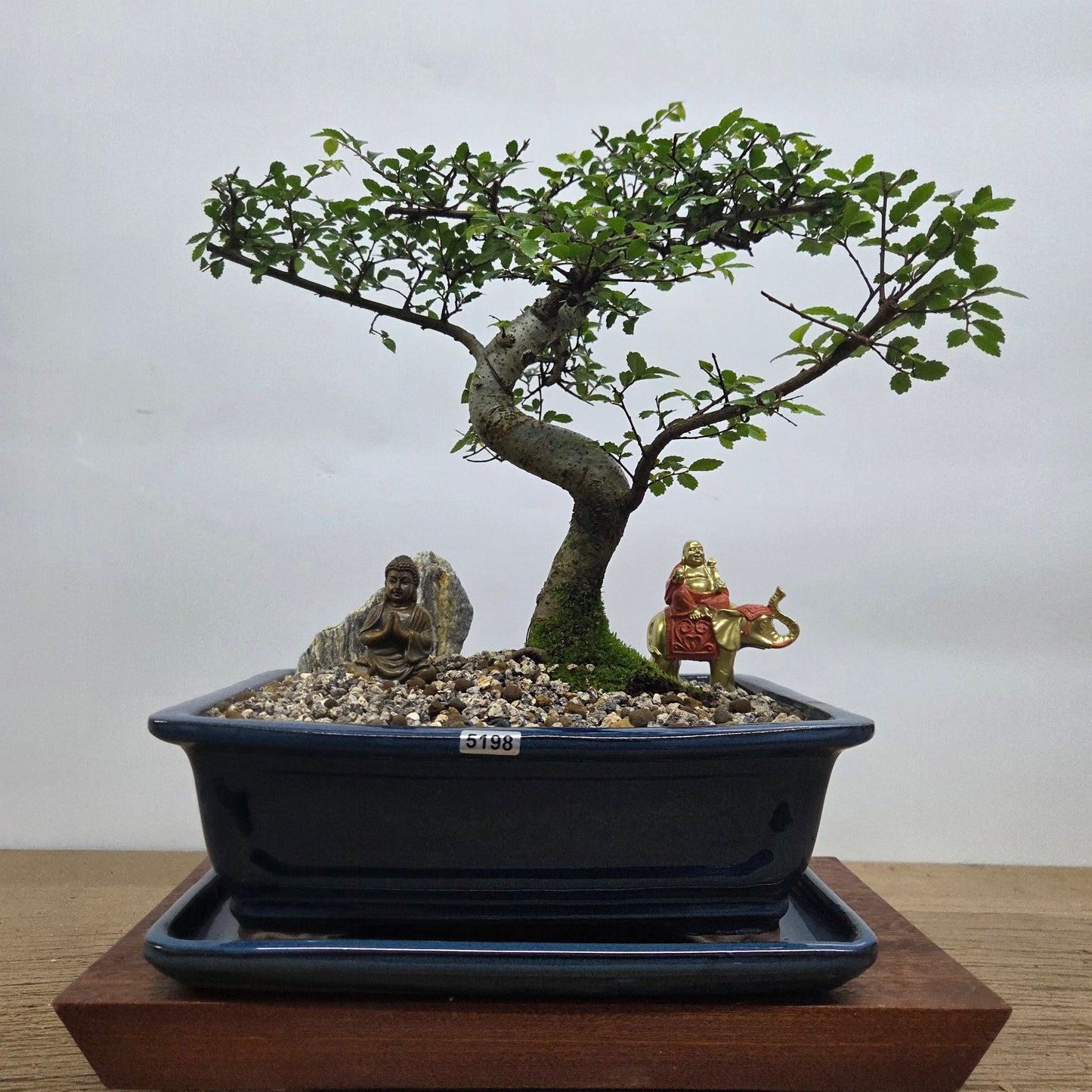 Chinese Elm (Ulmus Parvifolia) Premium Bonsai Tree Bundle | Shaped | In 26cm Pot