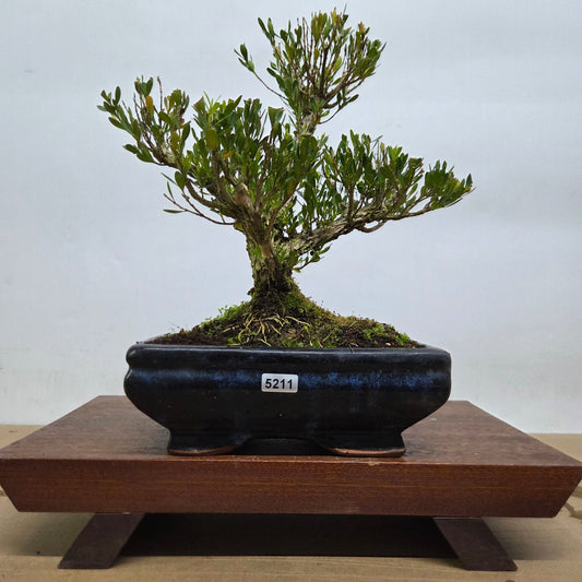 Boxwood (Buxus Harlandii) Bonsai Tree | Clump | In 20cm Pot