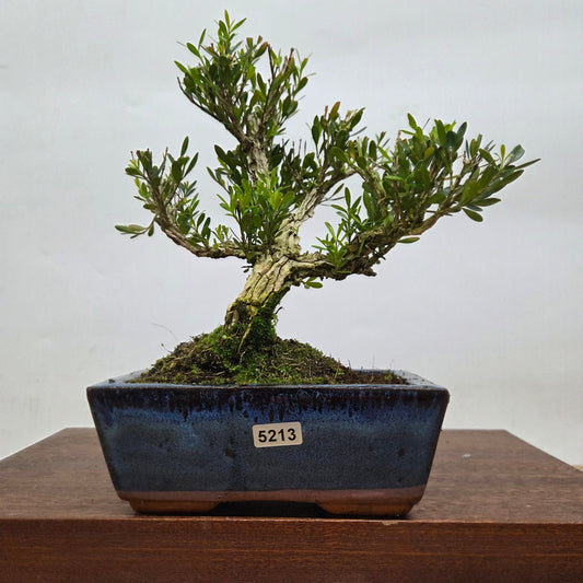 Boxwood (Buxus Harlandii) Bonsai Tree | Clump | In 15cm Pot