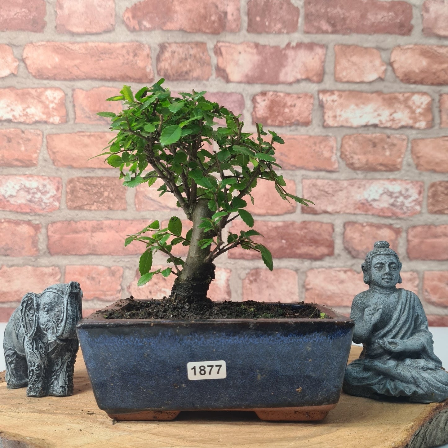 Chinese Elm (Ulmus Parvifolia) Bonsai Tree | Broom | In 15cm Pot