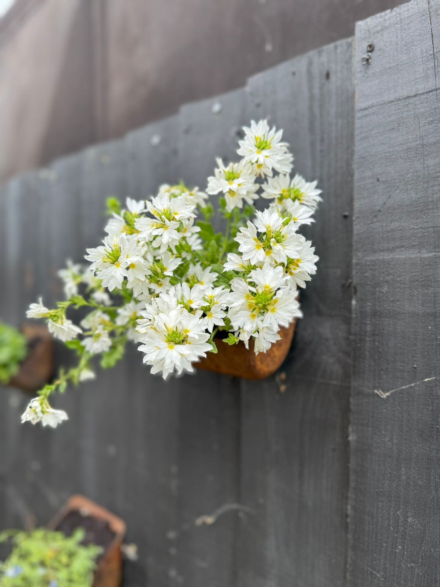 Vintage Rusty Metal Wall Mounted Planter / Herb Planter Plant Pot Fence Display