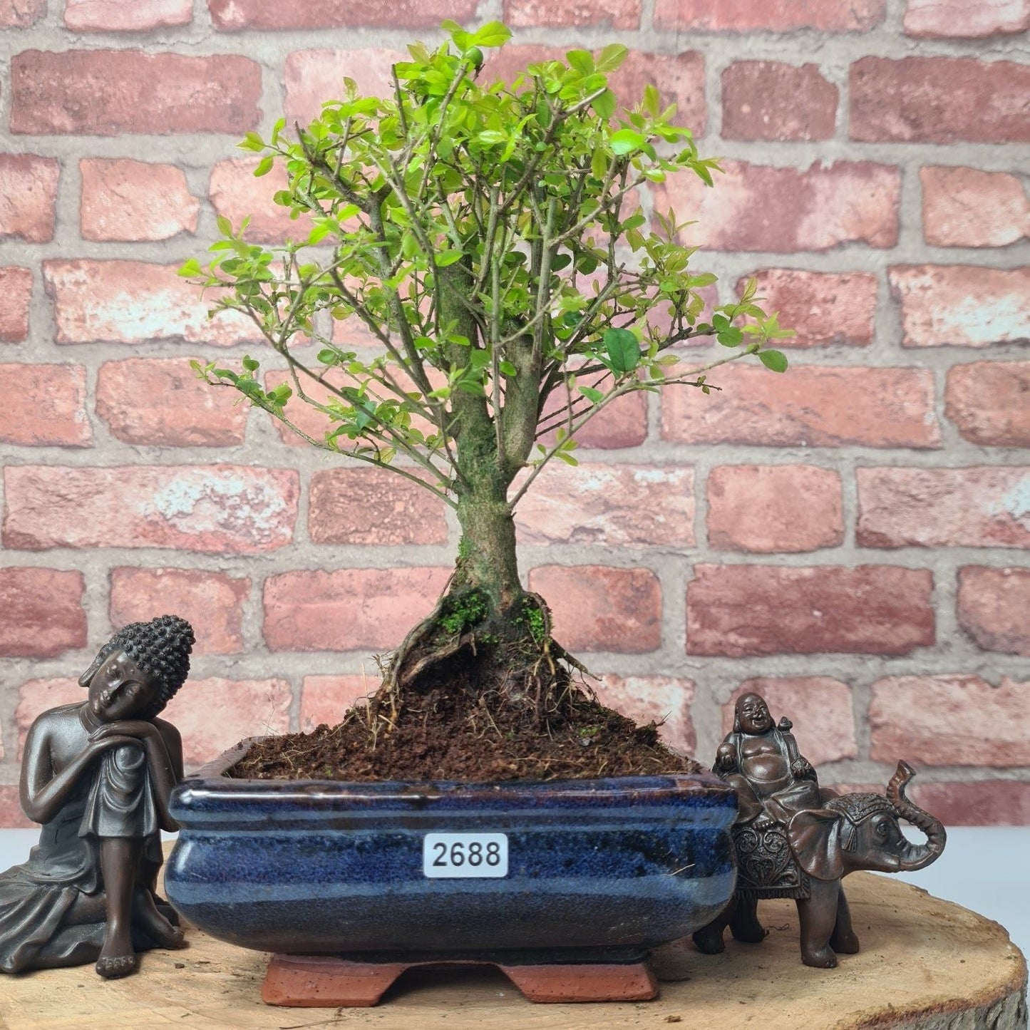 Bird Plum (Sageretia) Bonsai Tree | Broom | In 15cm Pot