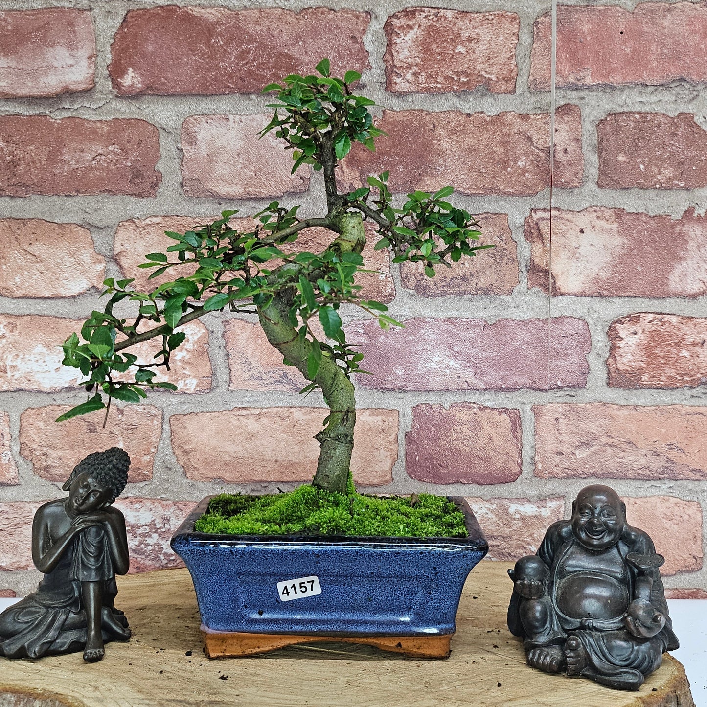 Bonsai tree in a blue pot with two statues on a wooden surface against a brick wall.