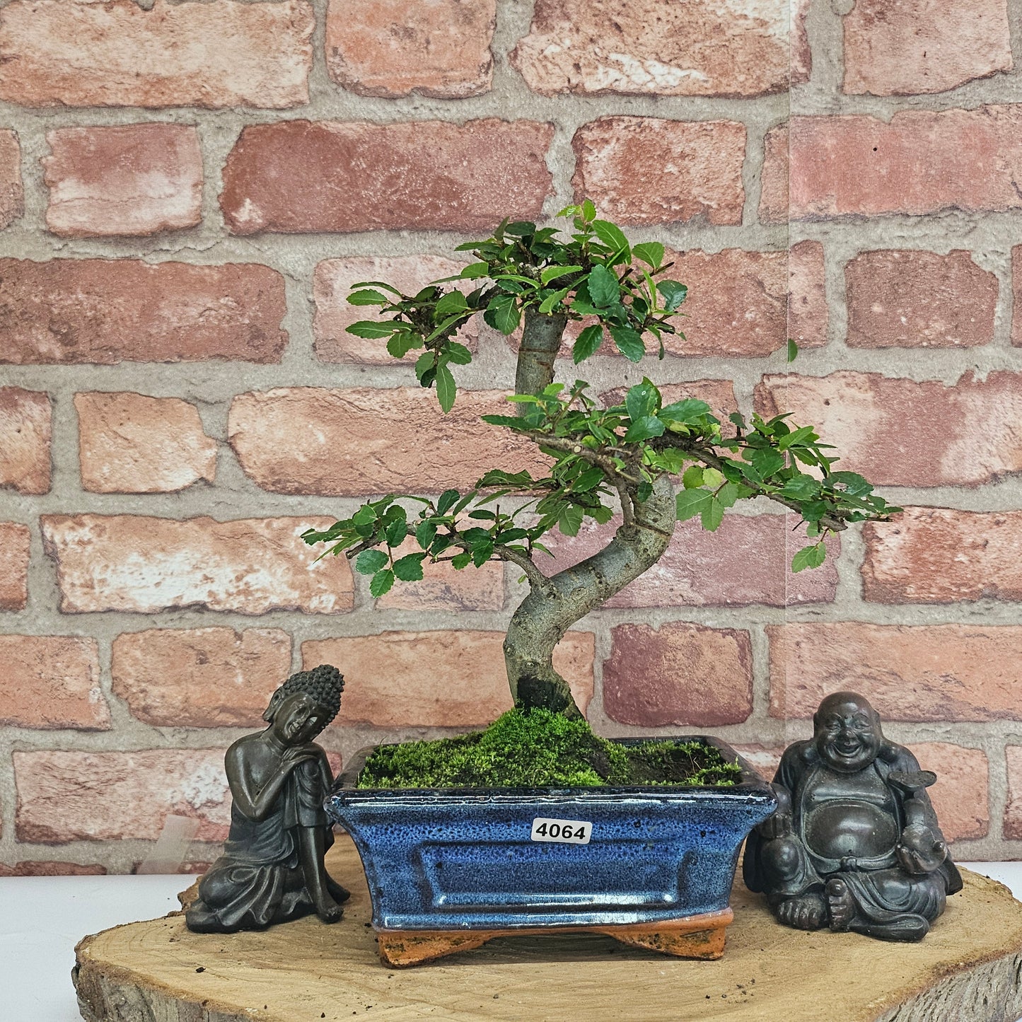 Bonsai tree in a pot with two statues on a wooden platform against a brick wall.