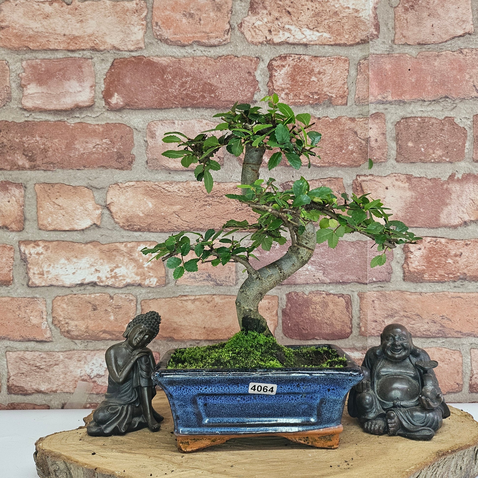 Bonsai tree in a pot with two statues on a wooden platform against a brick wall.