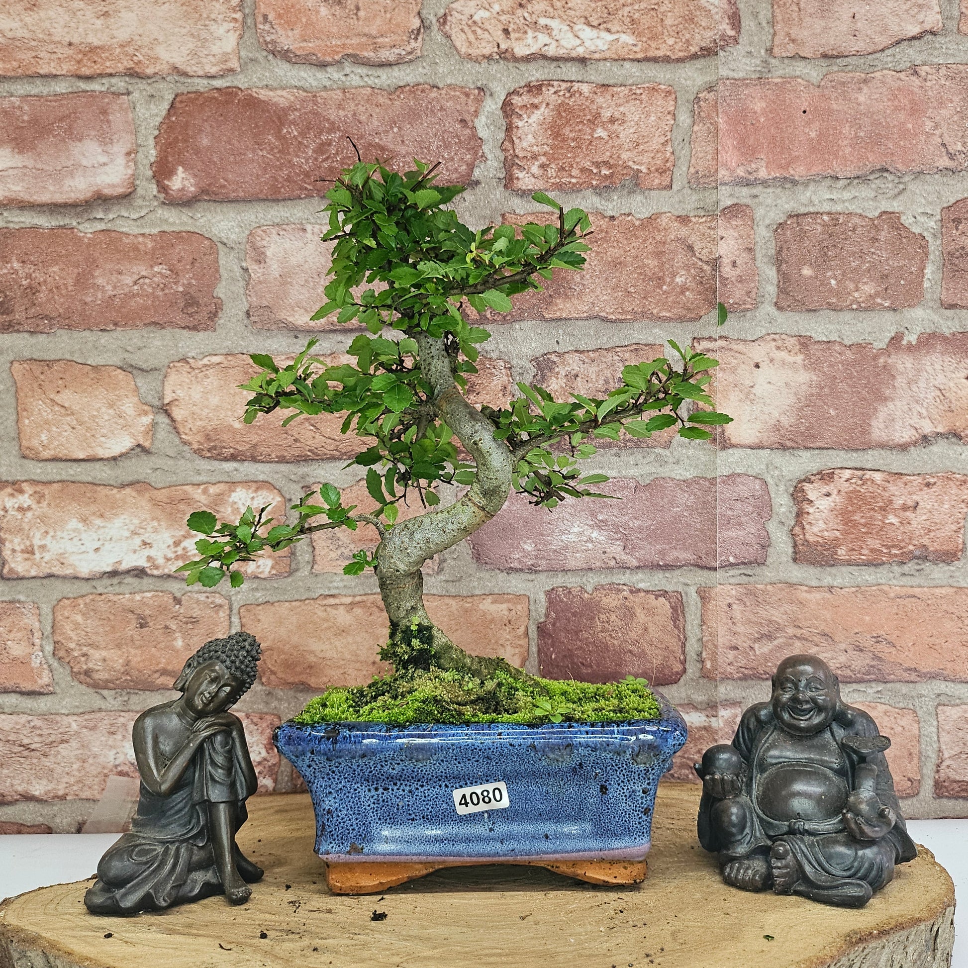 Bonsai tree in a blue pot with two Buddha statues on a wooden surface against a brick wall.
