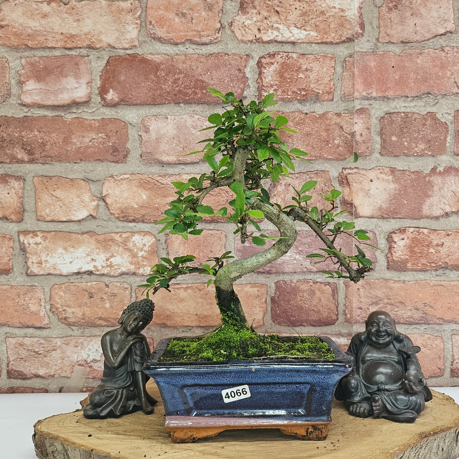 Bonsai tree in a pot with two statues on a wooden stand against a brick wall.